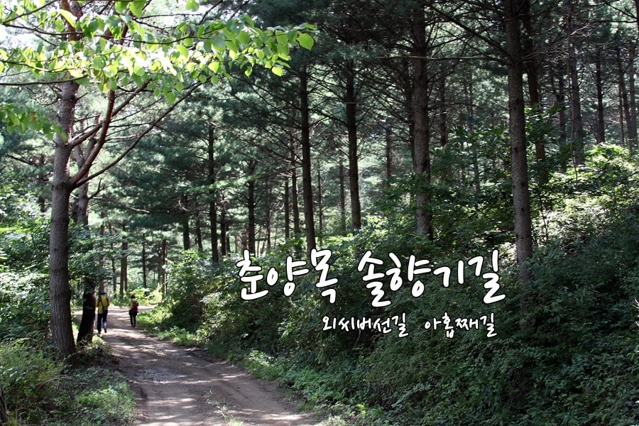 R124-춘양목-전시장.jpg